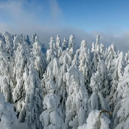 Jodełka *