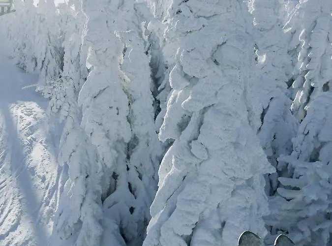 Jodelka * שצ'צ'ירק